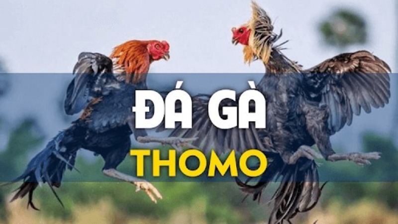 da ga thomo 677e893883531